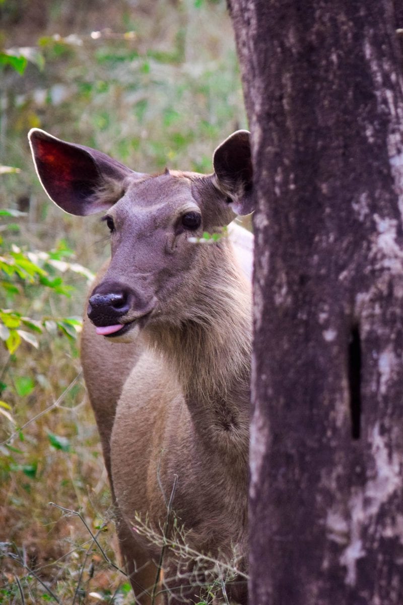 Deer in Ranthambore National Park, India