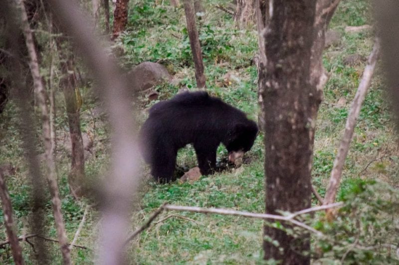 Sloth Bear in Ranthambore National Park, India