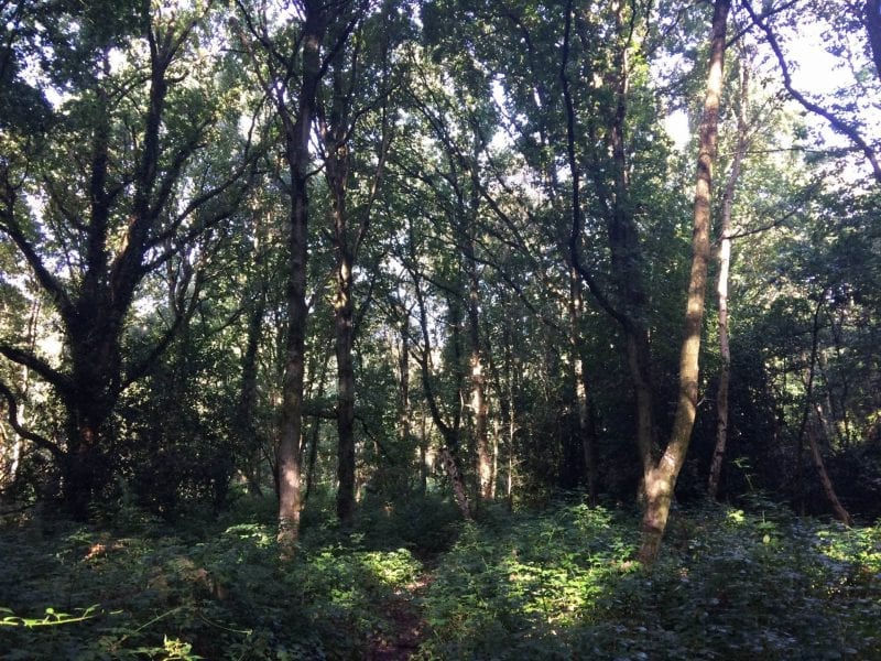 Woodland walk in Berkhamsted