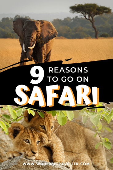 9 Incredible Reasons To Go On Safari or Wildlife Trip - Would Be Traveller