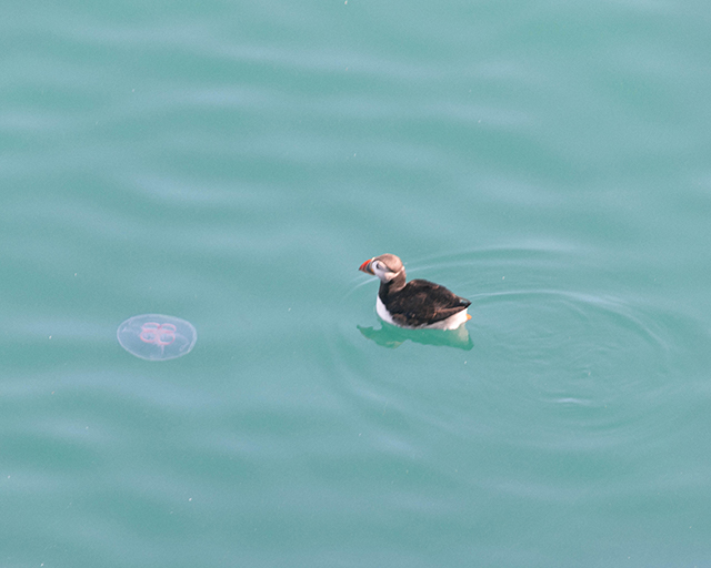 Would Be Traveller Jellyfish and Puffin on Skomer Island