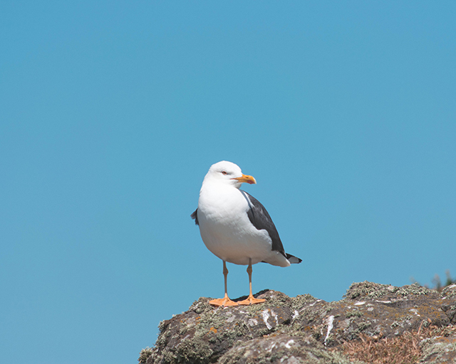 Would Be Traveller Kittiwake on Skomer Island