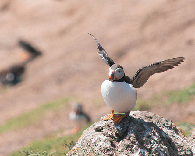 Would Be Traveller Puffin about to take off on Skomer Island