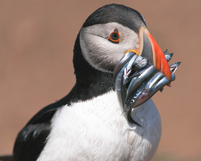 Would Be Traveller Puffin eating fish on Skomer Island