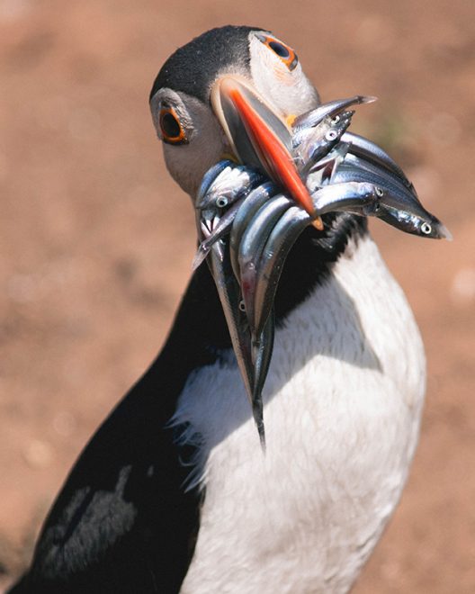 Would Be Traveller Puffin eating on Skomer Island