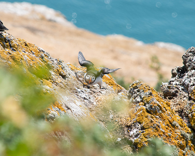 Would Be Traveller Puffin landing on Skomer Island