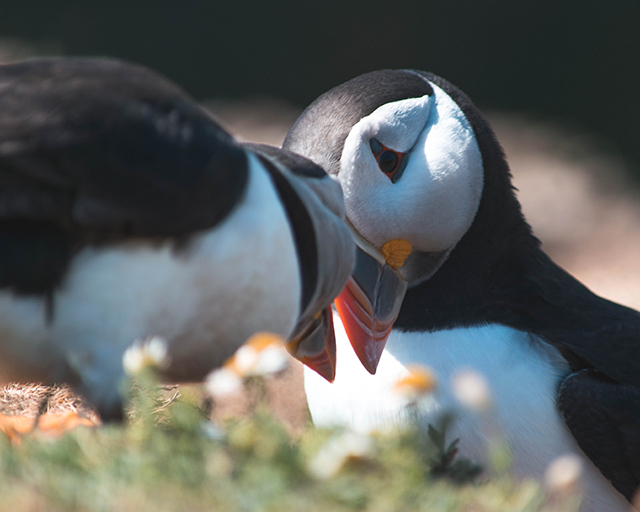 Would Be Traveller Puffins greeting eachother on Skomer Island