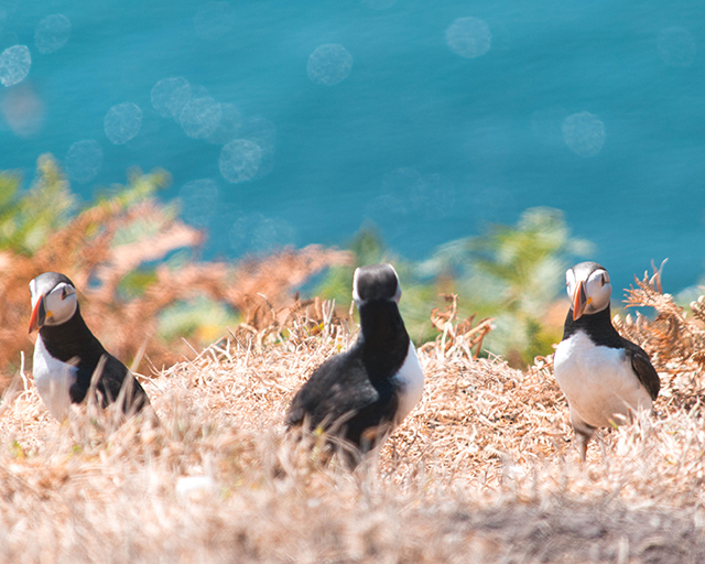 Would Be Traveller Puffins on Skomer Island
