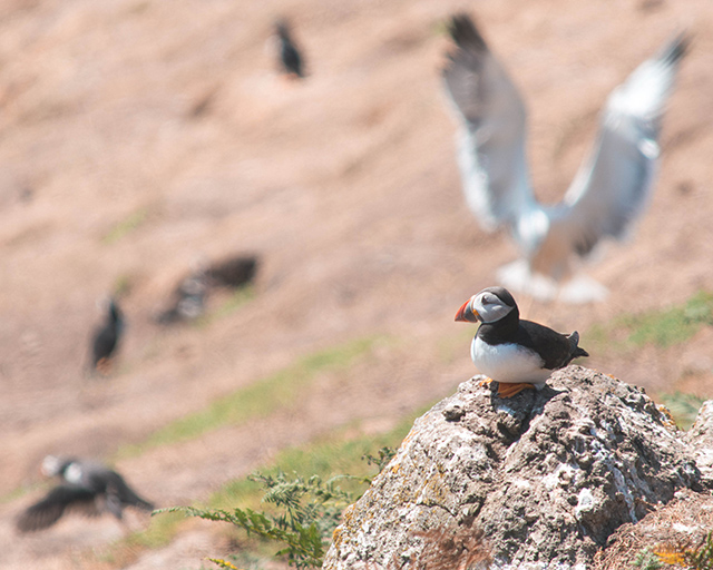 Would Be Traveller Seagull attack puffin on Skomer Island