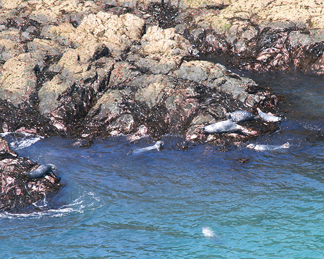 Would Be Traveller Seals on Skomer Island