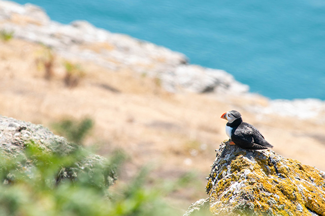 Would Be Traveller Top of the Woods Skomer Island Pembrokeshire