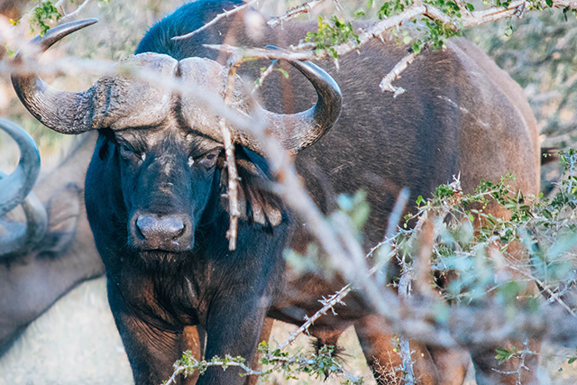 Would Be Traveller Wildlife Encounters in South Africa Buffalo