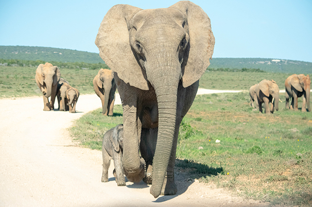 Would Be Traveller Wildlife Encounters in South Africa Elephants