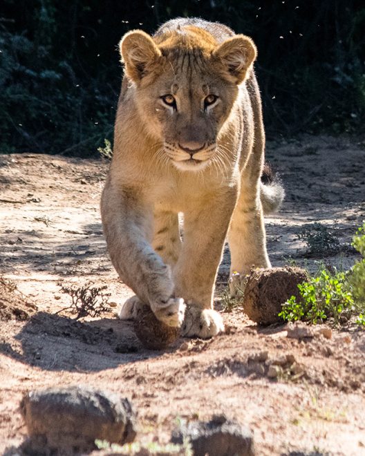 Would Be Traveller Wildlife Encounters in South Africa Lion
