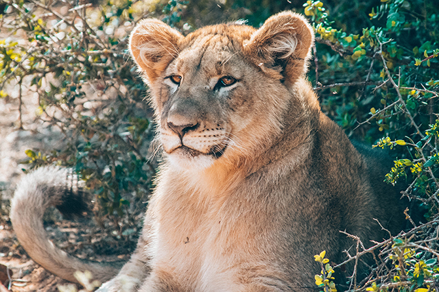 Would Be Traveller Wildlife Encounters in South Africa Majestic Lion