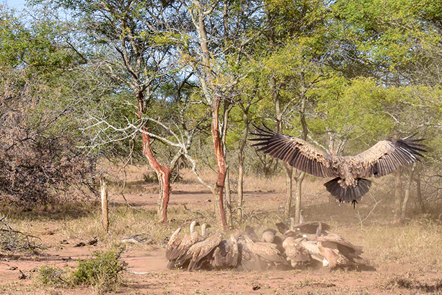 Would Be Traveller Wildlife Encounters in South Africa Vultures on a kill