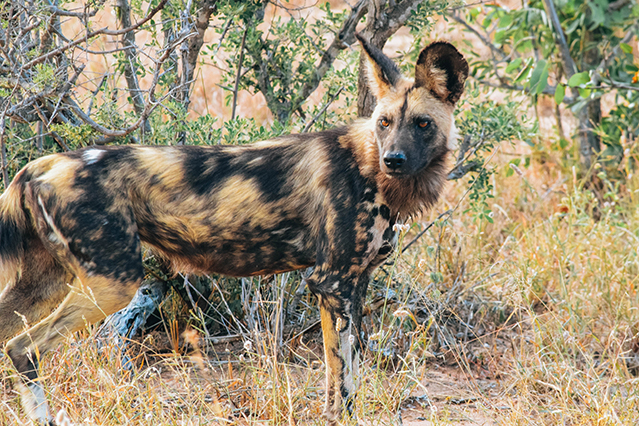 Would Be Traveller Wildlife Encounters in South Africa Wild dog