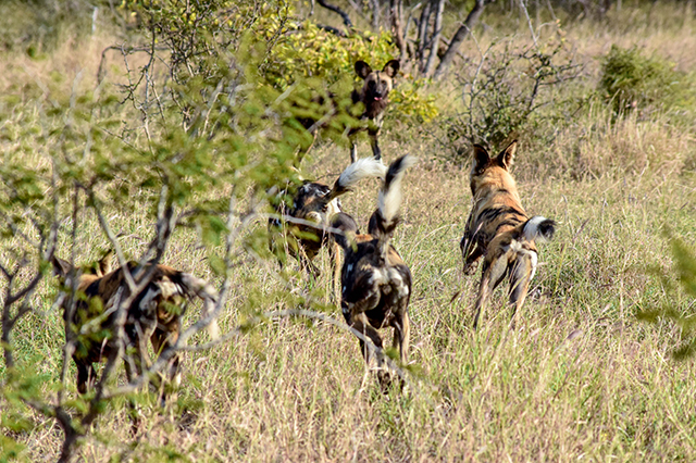 Would Be Traveller Wildlife Encounters in South Africa Wild dogs rejoin the pack