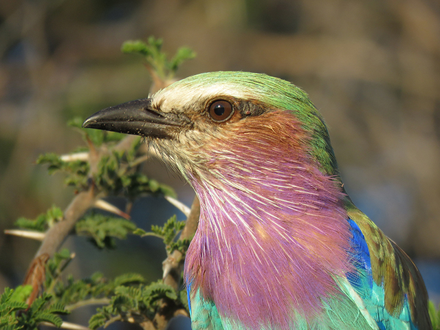 Close Up of Lilac Breasted Roller by The Silver Nomad