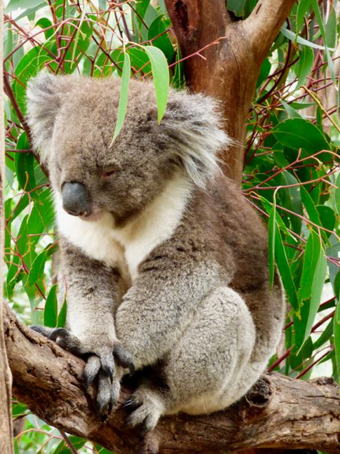 Would Be Traveller Unusual wildlife destinations Koalas in Australia