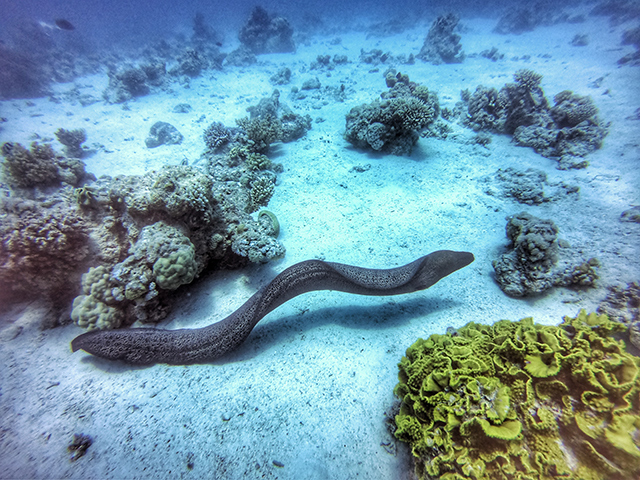 Would Be Traveller Unusual wildlife destinations moray eels red sea flight of the educator
