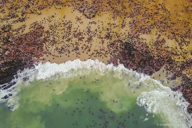 Would Be Traveller unusual wildlife destinations cape cross seals namibia