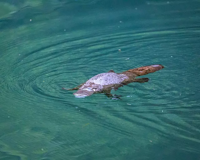 Would Be Traveller unusual wildlife destinations duck-billed platypus in Australia