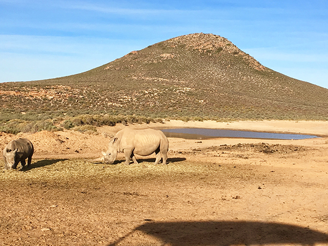 Would Be Traveller unusual wildlife destinations rhinos in south africa