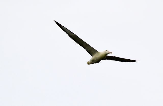Would Be Traveller unusual wildlife destinations royal albatross new zealand