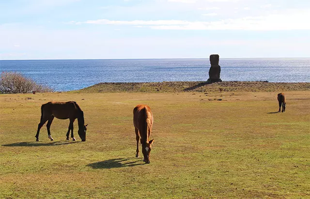 Would Be Traveller unusual wildlife destinations wild mustangs in easter island