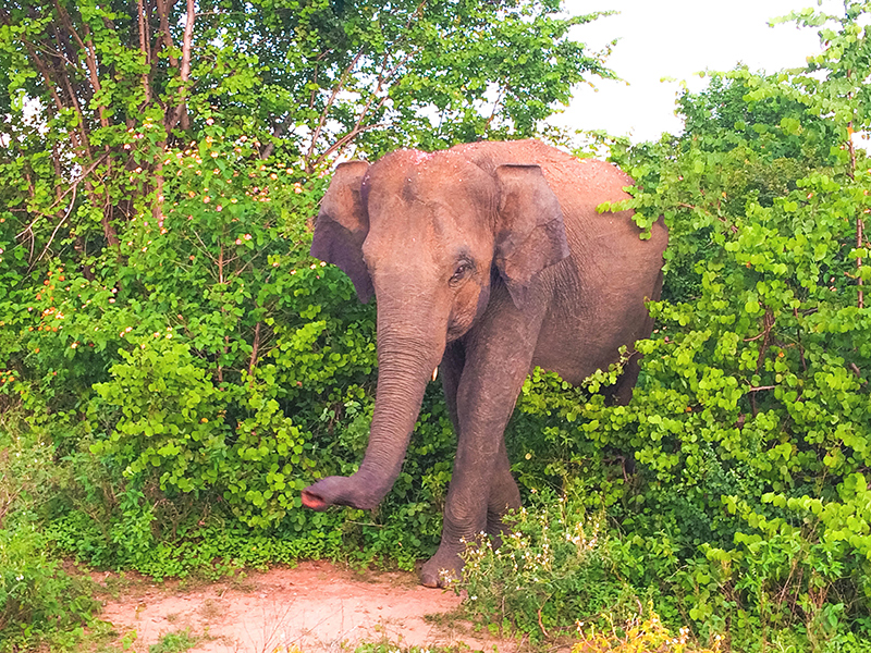 Would Be Traveller Ethical Travel Tips Elephants in the Wild