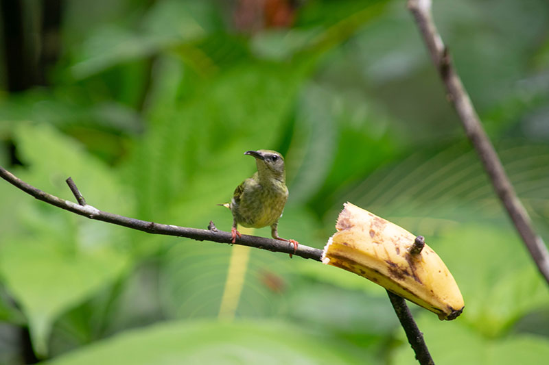 Would Be Traveller 10 days in Costa Rica itinerary Ecocentro Danaus