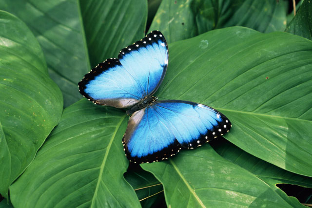 Butterfly Garden in Monteverde