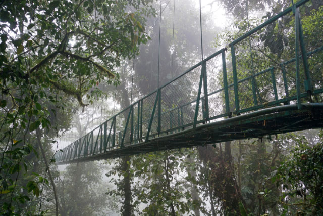 Cloud Forest in Monteverde