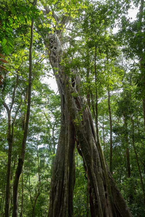 Ficus Tree in Monteverde