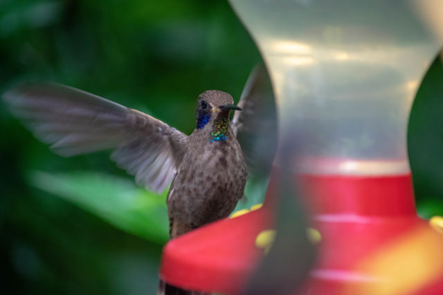 Hummingbirds in Selvatura Park