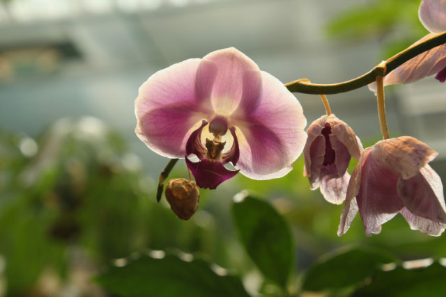 Orchid garden in Monteverde