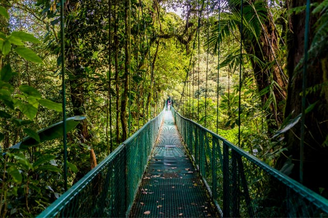 Monteverde hanging bridges