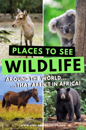 Wildlife destinations pin