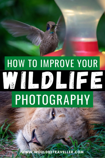How to improve your wildlife photography pin